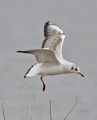 Black-headed Gull
