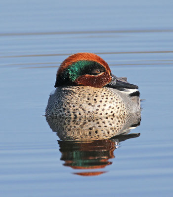 Teal