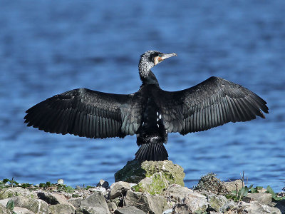 Cormorant