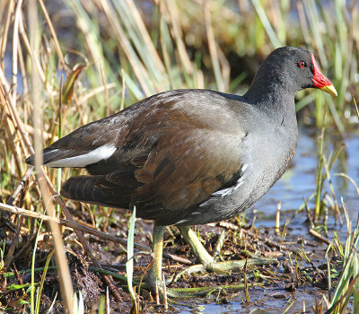 Moorhen