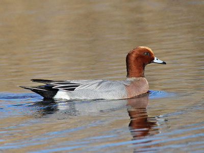 Wigeon