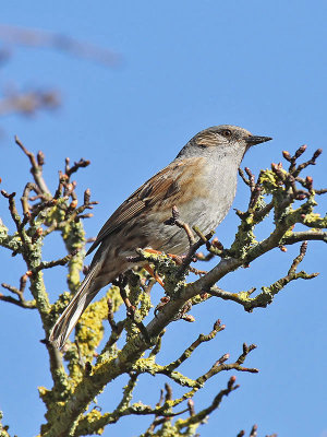 Dunnock