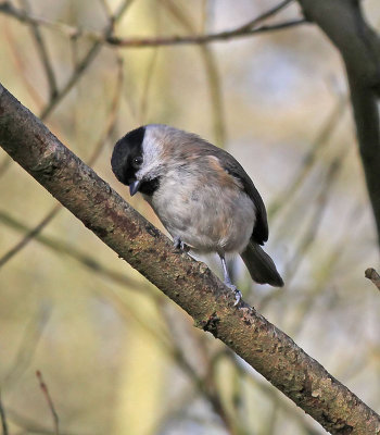 Marsh Tit