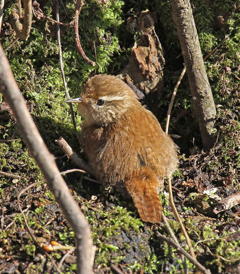 Wren