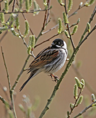 Reed Bunting