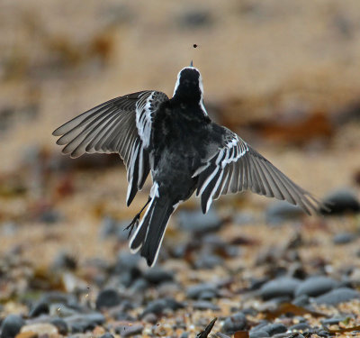 Pied Wagtail