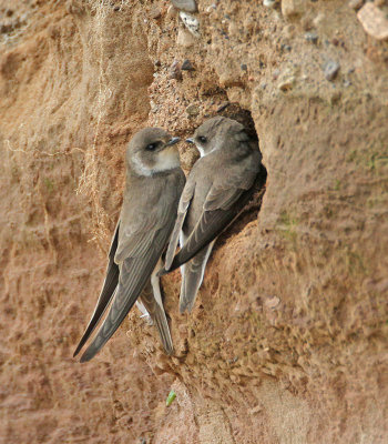 Sand Martin
