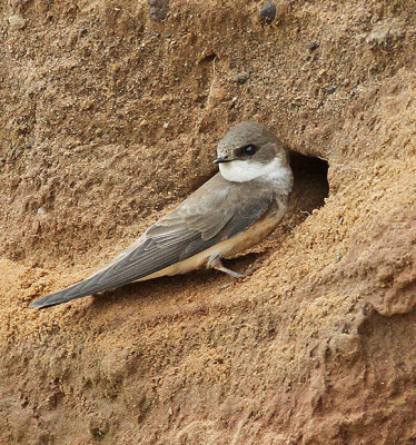 Sand Martin