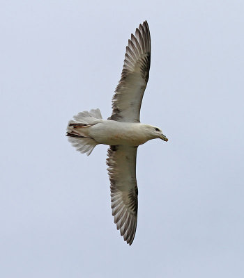 Fulmar
