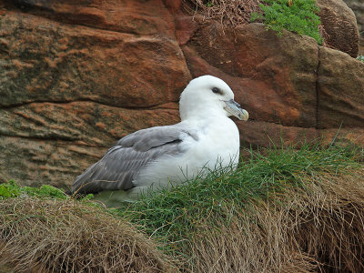 Fulmar