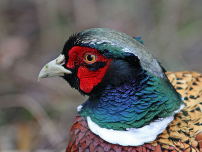 Pheasant