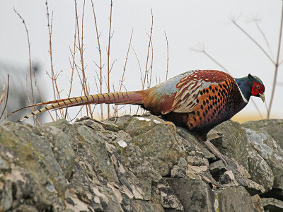 Pheasant