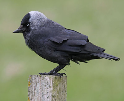 Jackdaw