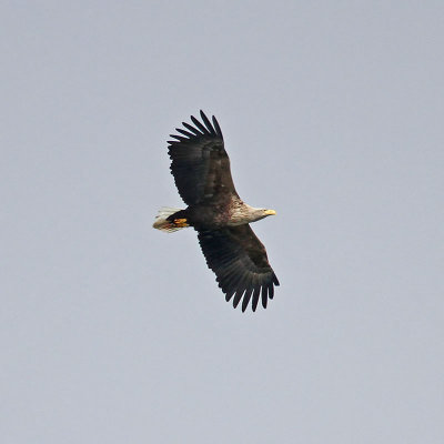 White-tailed Eagle
