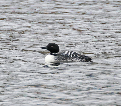 Great Northern Diver