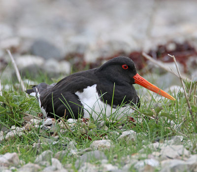 Oystercatcher
