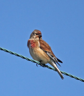 Linnet
