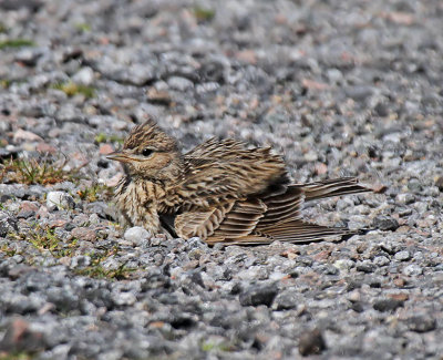 Skylark