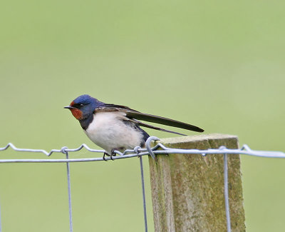 Swallow