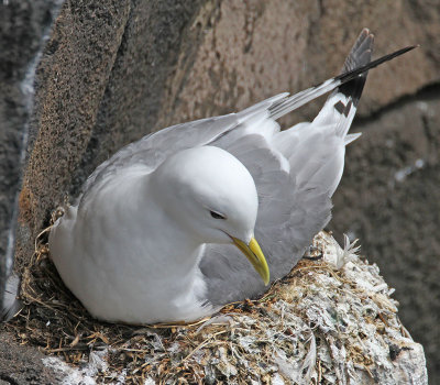 Kittiwake