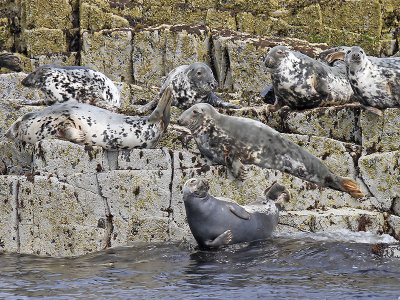 Grey Seals