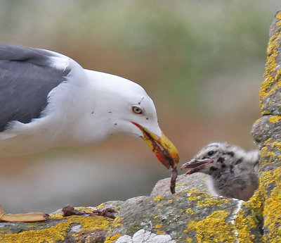 Lesser Black-backed Gull and Chick