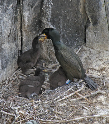 Shag - Feeding time for this family