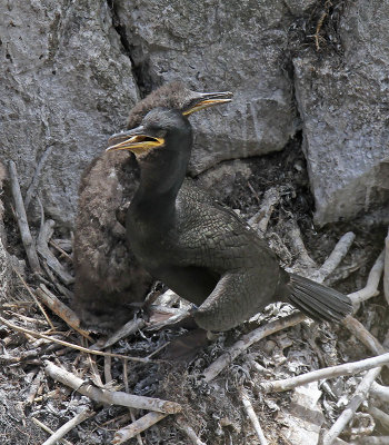 Shag
