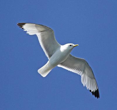 Kittiwake