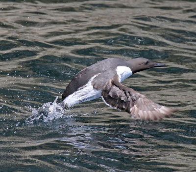 Guillemot