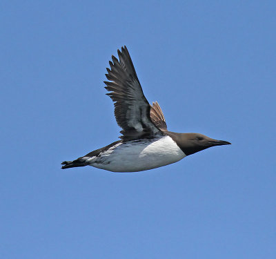 Guillemot