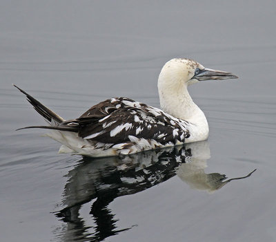 Gannet