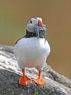 Puffin