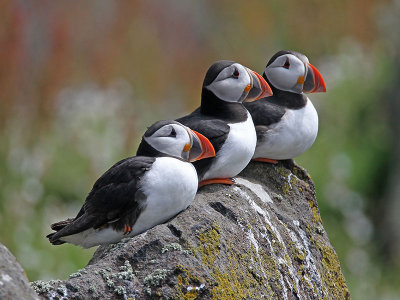 Puffin