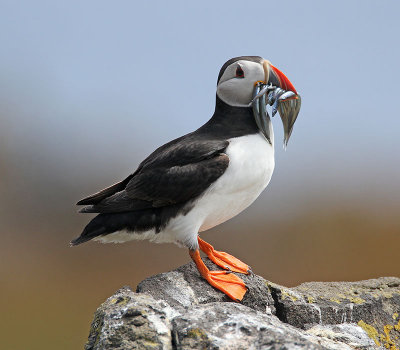 Puffin