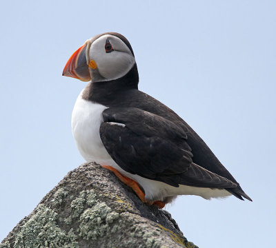 Puffin
