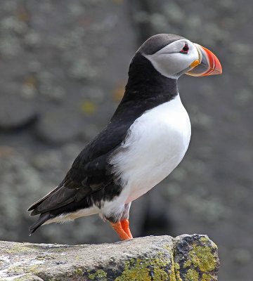 Puffin