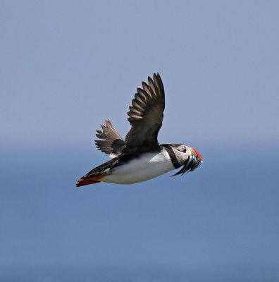 Puffin