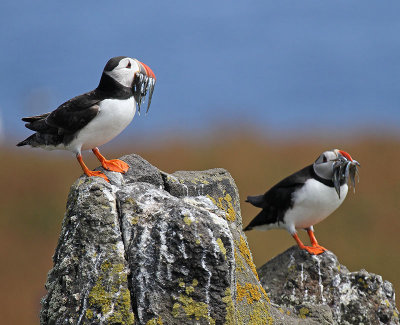 Puffin