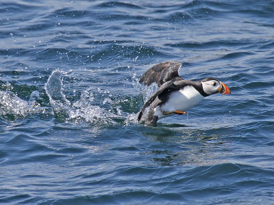 Puffin