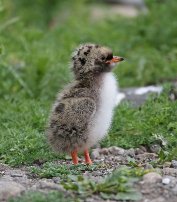 Arctic Tern Chick