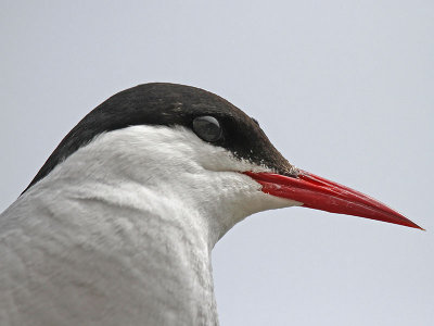 Arctic Tern