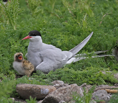 Arctic Tern