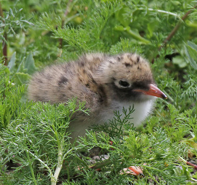 Arctic Tern Chick