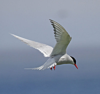 Arctic Tern