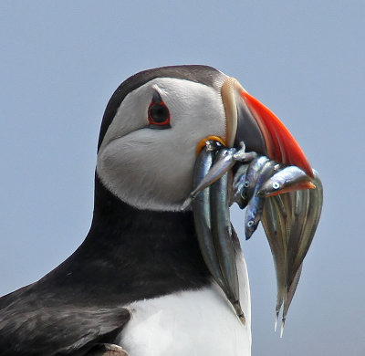 Puffin