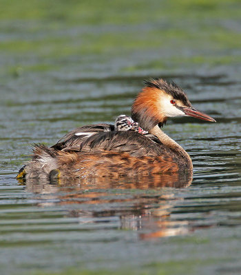 Great Crested Grebe