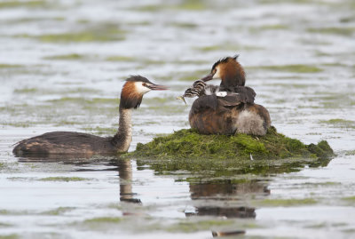 Great Crested Grebe
