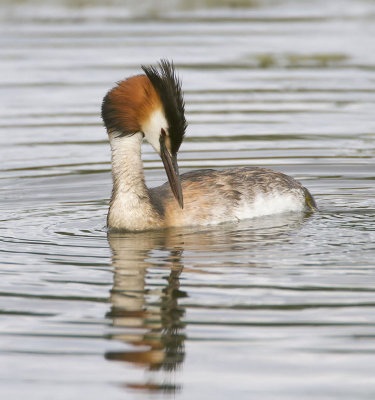 Great Crested Grebe