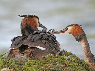 Great Crested Grebe